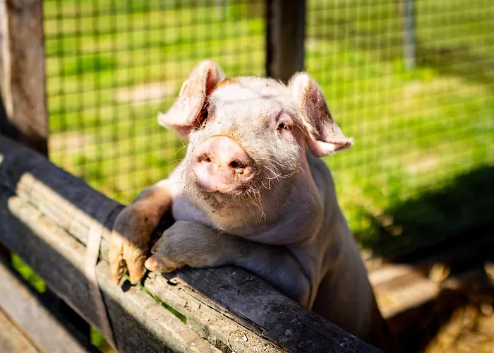 Waldblick Ferienhof Wolschendorf