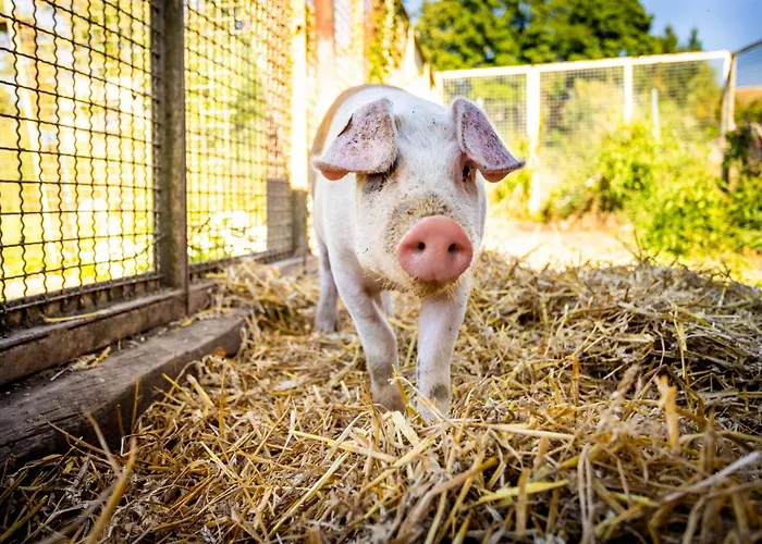 Appartamento Waldblick Ferienhof Wolschendorf Neustadt an der Orla